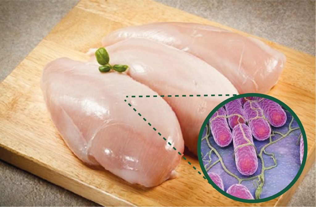 Leia mais sobre o artigo Salmonelose: Gastroenterite causada pela Salmonella